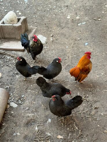 Куры, петухи: Продаю | Куры, Петух — 1