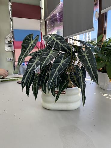 Алоказии: Алоказия «Поли» (Alocasia x amazonica ‘Polly’) в декоративном кашпо — 1