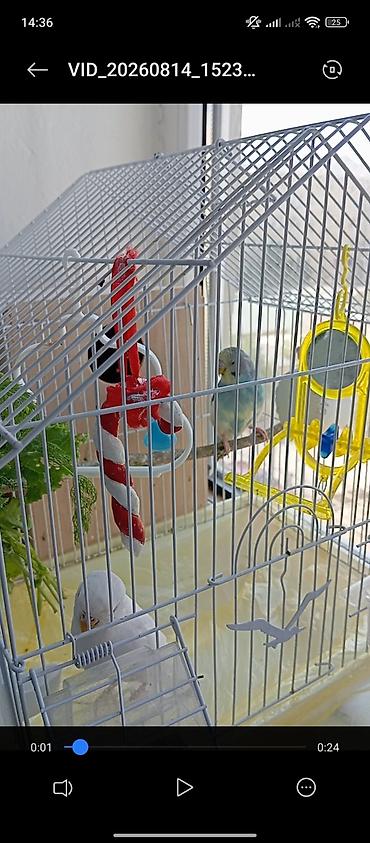 serebrist cuce satisi: Nymph (kakadu nimfası) 4 aylıq korella balasi, ele öyrəşmiş — 6