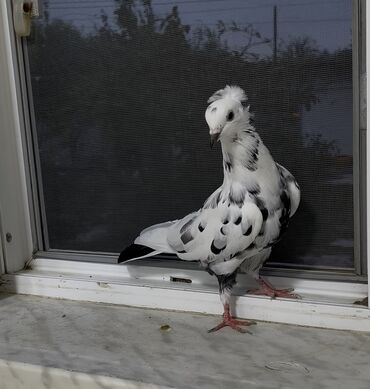cins ineklerin satisi: 15 göyerçin satılır. Tek tek satılmır
