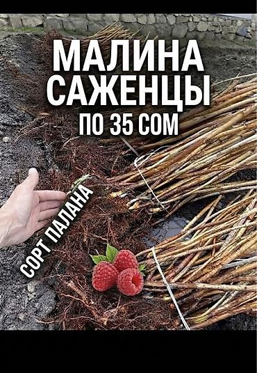 Палана местный адоптированный сатылат lalafo.kg да — 1 Палана местный адоптированный сатылат — 1