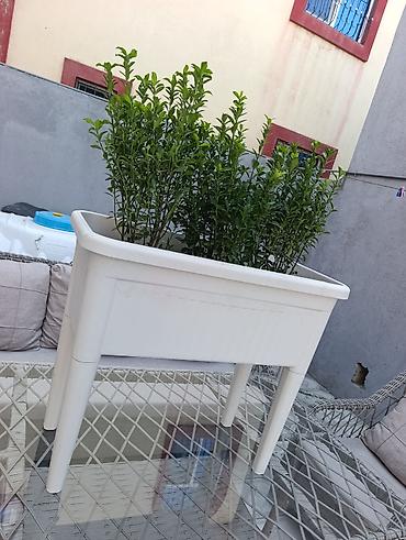 Digər daşınmaz kommersiya əmlakı icarəsi: Bag evlərinə villalara həyət evlərinə, bina evlərinə baglarina -da lalafo.az — 12 Digər daşınmaz kommersiya əmlakı icarəsi: Bag evlərinə villalara həyət evlərinə, bina evlərinə baglarina — 12