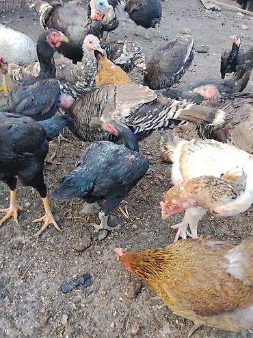 Другие с/х животные: Продаются сельскохозяйственные птицы смешанного поголовья для — 19