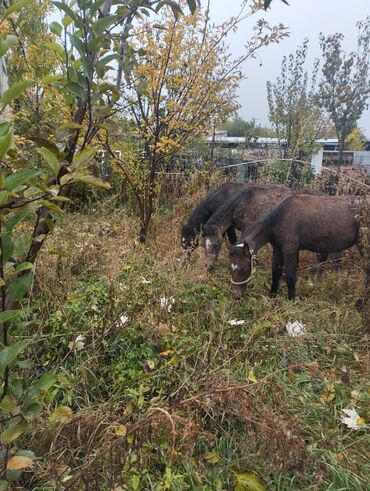 продажа французских бульдогов: 3-баш тай 2-ургачы 1-эркек сатылат круг