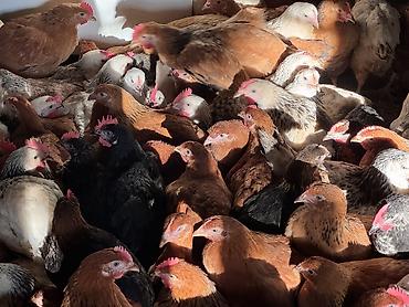 Cücələr: ŞƏKİ DAXİLİNDƏ çatdırılma mümkündür Yetişmiş heyvanlardır. Çəkisi — 13