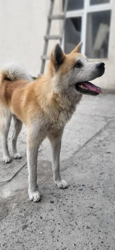 amerikan akita: Akita-inu, 1 il, Erkek, Ünvandan götürmə