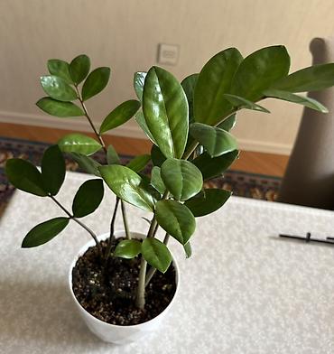 ev bitkisi: Zamioculcas zamiifolia (ZZ bitkisi) – dekorativ otaq bitkisi - Parlaq — 6