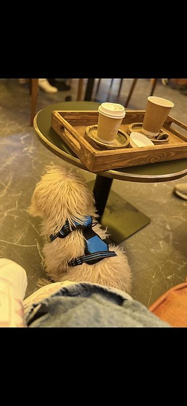 İtlər: Pudel, 4 ay, Erkek — 10