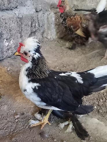 cücə damı: Toyuq cücələri, Damazlıq — 1