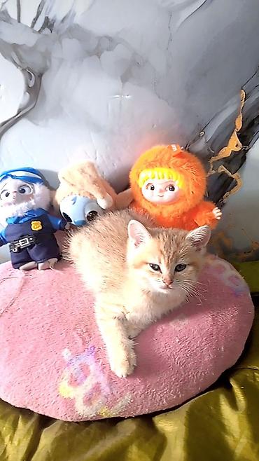 Pişiklər: Britan — 3