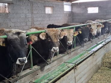 Коровы, быки: Продаю | Бык (самец) | Швицкая | Для разведения | Племенные — 1