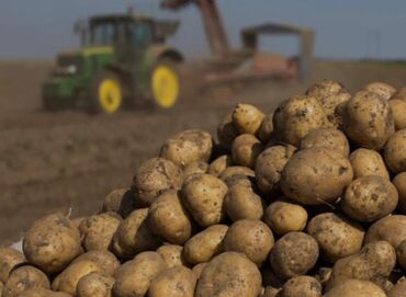 копалка картофель: Картошка сатылат таза уроон.(Пикассо актрис Улакка чапкан айгырлар