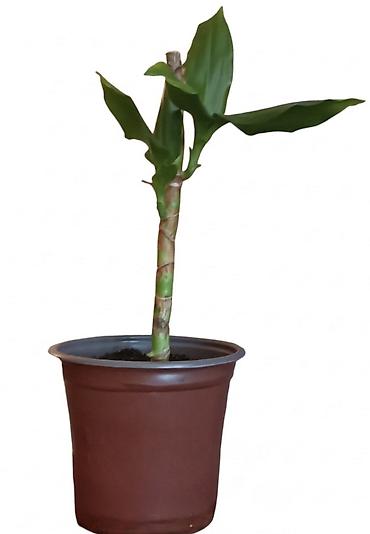 fikus benjamin cena: Saksijska biljka – Dracena sanderiana (Lucky bamboo) - Vrsta: ukrasna — 1
