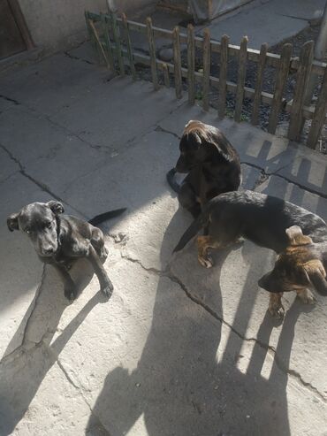 Собаки: Продаются щенки помесь лабрадора с овчаркой,возраст 3.5 мес,привиты