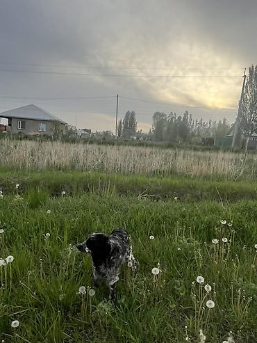 Продажа собак: Кокер-спаниель, 1 год, Самка, С прививкой — 7