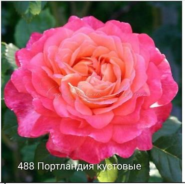 Rose saplings: Кустовые розы — сорта: - Э Шропшир Эд (№534): густомахровые — 14