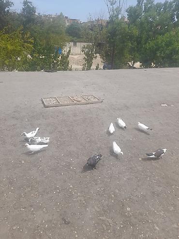 derzi quşu: 9 eded qusdu 5 aznnnen top sekilde satilir saglam quslardi — 5
