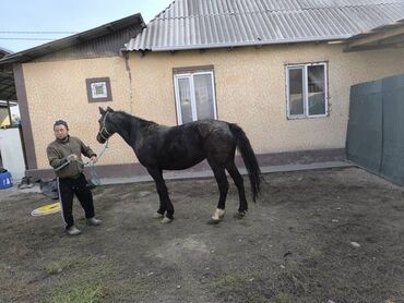 высокоудойные коровы: 3 Айдан ашык байланган семиз бээ сатылат 4 тууган бою 165 см баасы