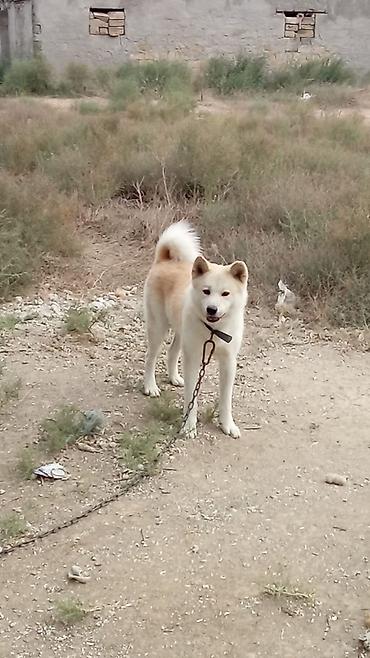 alabay iti satisi: Akita-inu, 11 ay, Erkək — 4