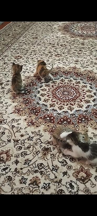 жер уй бишкек сатылат: Котята от домашней кошки с вислоухими ушками (мама на фото). Окрас у — 3