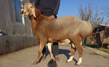 собака доберман сколько стоит: Продаю | Баран (самец) | Арашан | Для разведения | Племенные