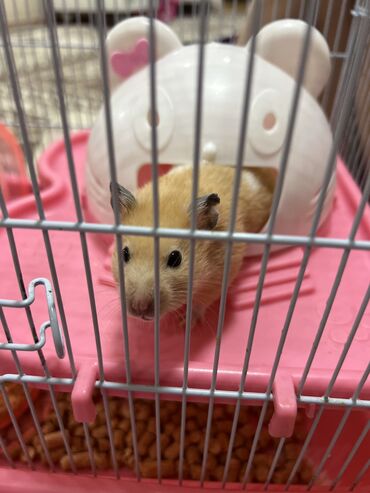 хорек купить: Сирийский хомяк 🐹 девочка 
Имеется прогулочный шарик и ванночка