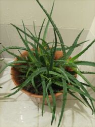 Digər bitkilər: Aloe vera — 2