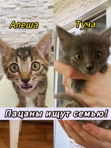 котята в добрые руки бесплатно: 2 месяца, Мальчик, Метис, Приучена к лотку, Проглистована