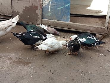 Ördəklər: Kom şeklinde SATLİR Erkey 2 denedi 10 dişi di tecılı satlir erkeyler — 12