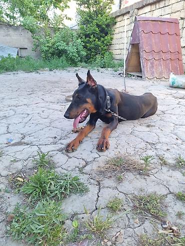 alman coban kopeği: Doberman, 8 ay, Erkək, Peyvəndli — 4