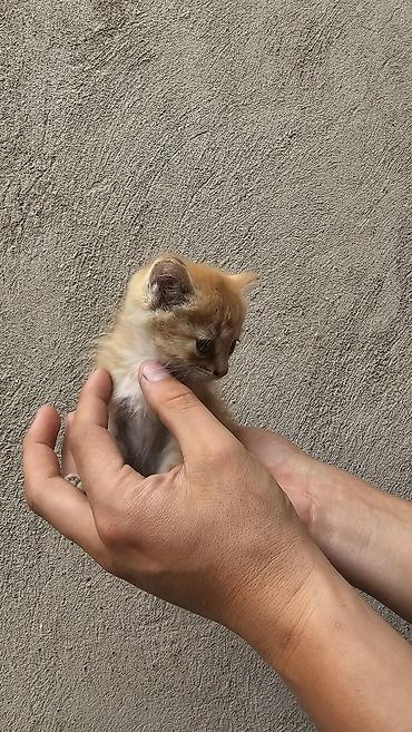 Кошки: Кошка даром: Беспородная, 3 месяца, Девочка, Приучена к лотку — 4