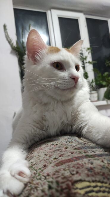 белые коты: Отдаю кота в добрые руки. Возраст 1.2 года, есть сухой и влажный корм