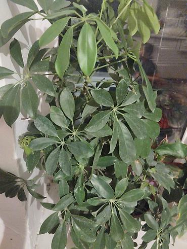 шефлер: Комнатные растения — набор 1) Шефлера (Schefflera arboricola) - Куст — 1