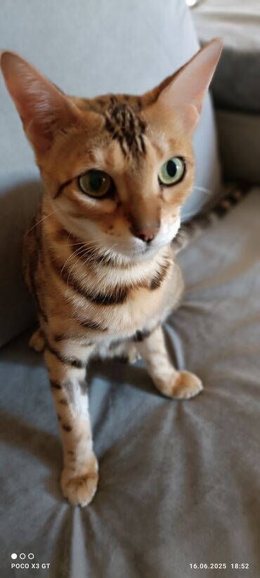 голая кошка сфинкс цена: Кошка даром: Бенгальская, Мальчик, Приучена к лотку, Проглистована