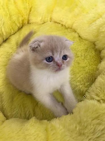 Pişiklər: Şotland yastı qulaq, Dişi, Erkək, Yaxşı əllərə, Pulsuz çatdırılma, Ödənişli çatdırılma, Rayonlara çatdırılma — 1