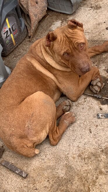 Собаки: Пидбул эркек 8 айлык 
Обмен бар тайганга
