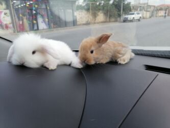 dovşan balasına nə deyirlər: Holland lop ve yerli cins dovsanlar 1 ayları tamam olmayib.holland lop