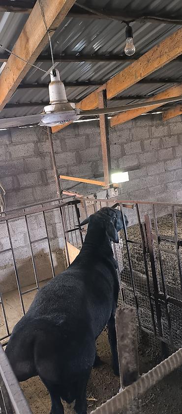 Баран, овца: Продаю | Баран (самец) | Для разведения | Племенные — 11