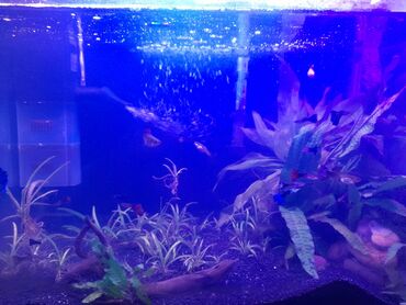 akvarium baliqlar: Dördbucaq akvarium, Balıqlarla birlikdə, 75 l, Ödənişli çatdırılma