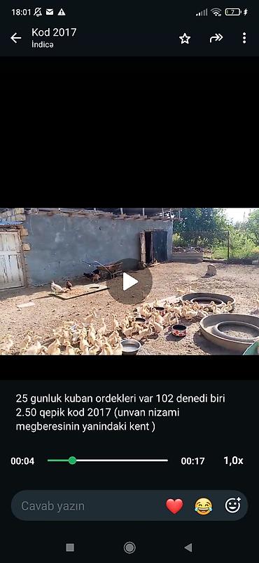 С/х животные и товары: Məhsul: 25 günlük Kuban ördəkləri - Say: 102 ədəd - Yaş: 25 günlük - — 1