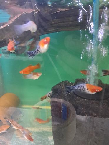akvarium baliq novləri: Molinezi, Sülhsevər — 6
