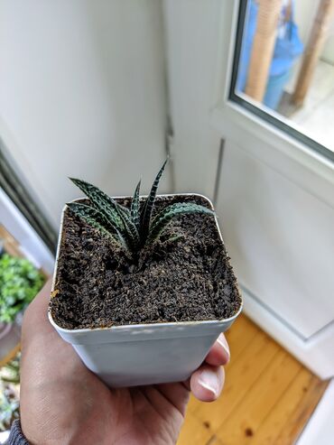 Otaq bitkiləri: Sukkulentlər. Sağlam və dözümlü bitkilərdi. Uzun müddət susuz qala — 5