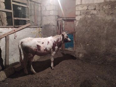 en yaxsi bugda sortu: Süd və ət istiqamətli inək - Rəng: ağ-qəhvəyi ləkəli - Cins: qarışıq