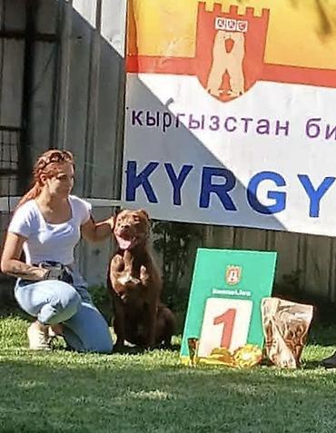 стафы: Кинолог • Хендлер • Зоопсихолог Профессиональная работа с собаками — 9