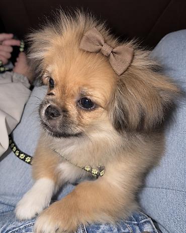 pekines: Pekines, 4 ay — 3