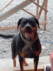 питбуль для вязки: Продаются чистокровные щенки ротвейлара. дата рождения:08.10.2025 есть