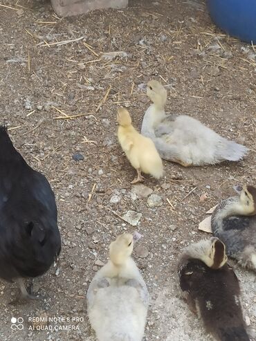 Другие с/х животные: Утята Индоутки Тяжёлая Линия. Индоутята. Фендибоберных Солидных — 22