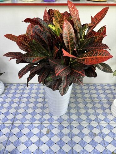 мойка бу: Декоративное комнатное растение Кротон (Codiaeum variegatum) Растение