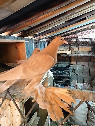 Птицы: Продаю молодых голубей 1 шт стоит пятьсот сом окончательно родители — 1