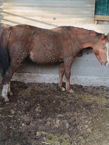 Лошади, кони: Продаю | Кобыла (самка) | Для разведения — 11